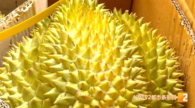 这些水果“贵族”价格将迎大跳水不朽情缘首页400吨运抵云南！(图2)